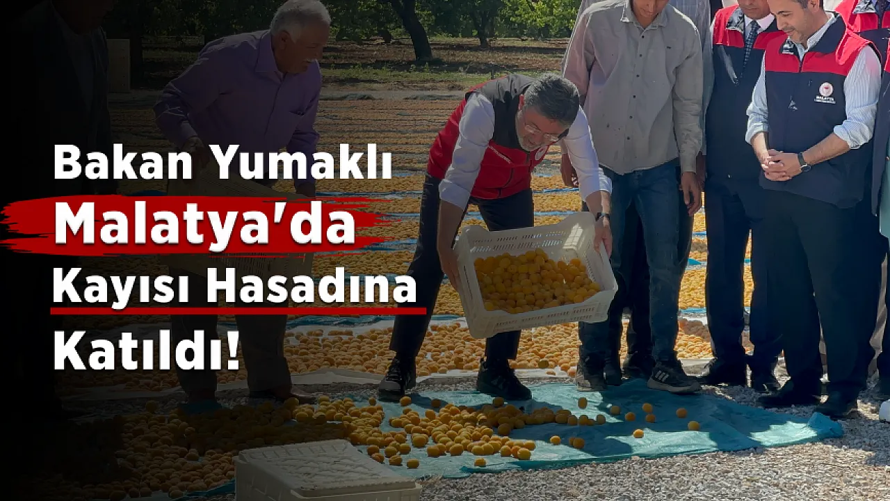 Tarım Bakanı Yumaklı Malatya'da Kayısı Hasadına Katıldı!